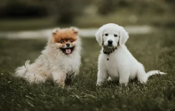 Veterinary pharmacy support for owners and veterinarians